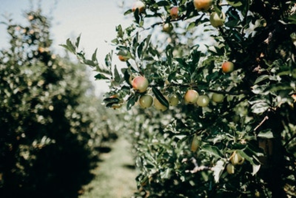 Orchard Management: Cost-effective Solutions for Your Fruit Farm